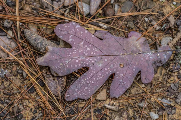 一片五彩斑斓的树叶的背面 雨滴落在被森林残块的近景环绕的地面上 — 图库照片