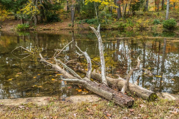 Duas Árvores Caíram Lago Parecia Ser Cortado Fundo Dos Troncos — Fotografia de Stock