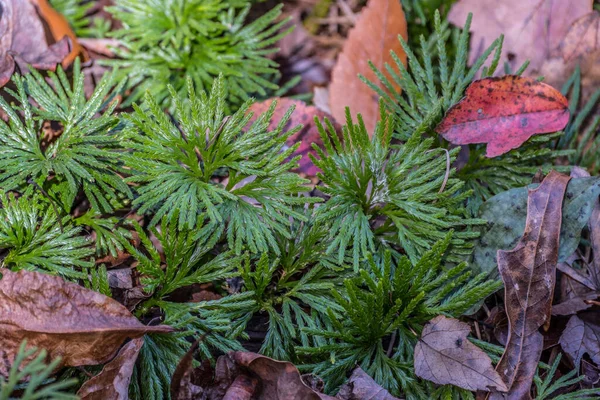 Cluster Van Waaier Clubmos Een Verspreidende Groenblijvende Plant Die Bosbodem — Stockfoto