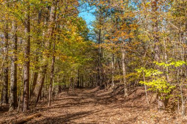 Sonbaharda güneşli bir günde gölgeler saçan renkli ağaçların bol olduğu bir ormanda yürüyorum.