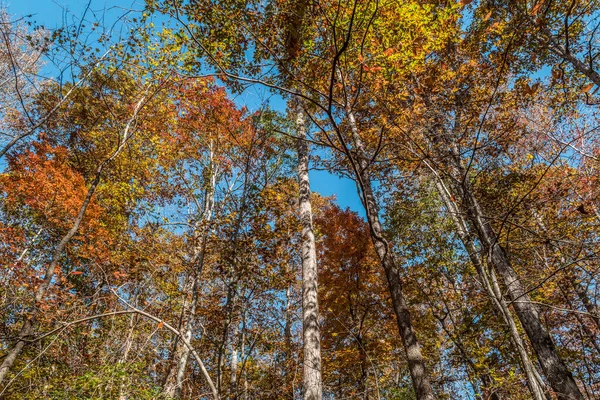 秋の晴れた日には 澄んだ青空に背の高い大きな木の紅葉の鮮やかな色を上から見上げ — ストック写真