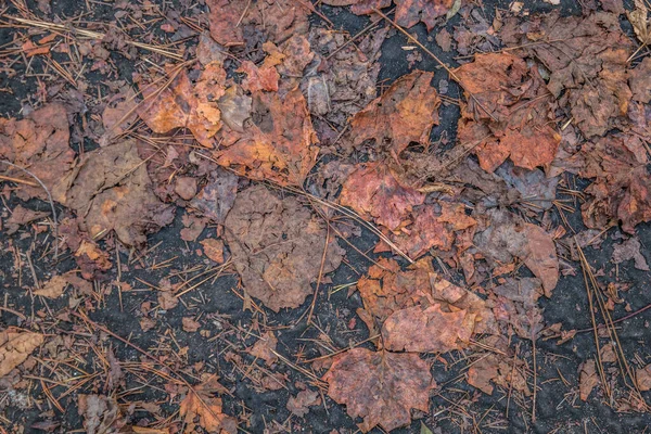 Folhas Outono Coloridas Caídas Deitadas Trilha Floresta Sendo Esmagadas Rasgadas — Fotografia de Stock