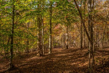 Güneşli bir gün, ağaçların arasından süzülen güneş ışığı sonbaharda ormanın içindeki yolu kaplayan yapraklarla birlikte.