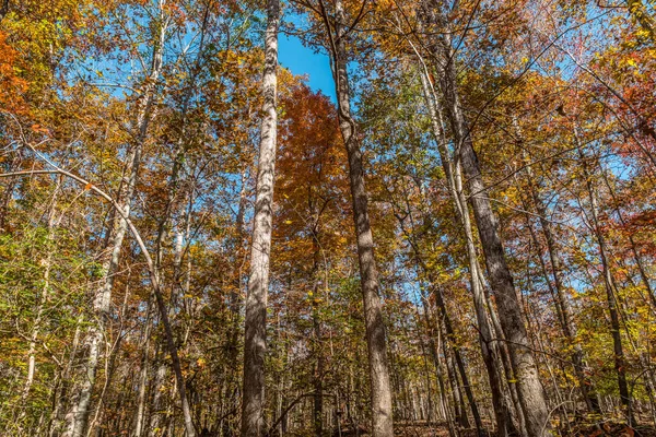 Naar Boven Kijkend Naar Levendige Kleuren Van Het Gebladerte Bomen — Stockfoto