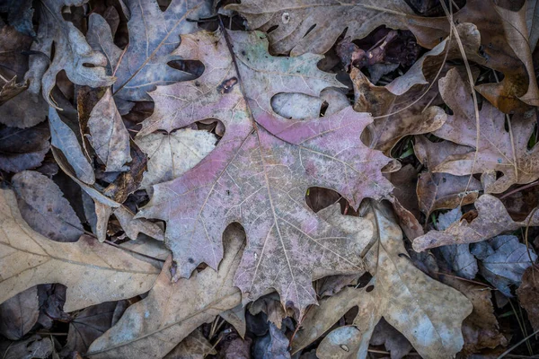 落叶自然地躺在森林地面上 有一片五彩斑斓的大叶 背靠在腐烂的树叶背景和纹理的堆栈之上 — 图库照片