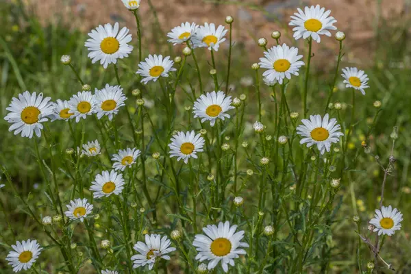 Grouping White Daisies Yellow Centers Growing Wild Field Some Stems — Stock Photo, Image