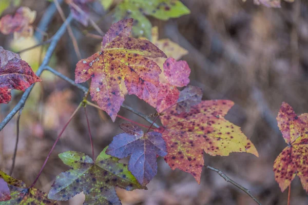 Folhas Multicoloridas Mudando Com Temporada Outono Ainda Penduradas Árvore Gengiva — Fotografia de Stock