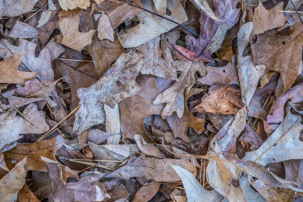 Vista Close Olhando Para Baixo Uma Variedade Folhas Coloridas Camadas — Fotografia de Stock