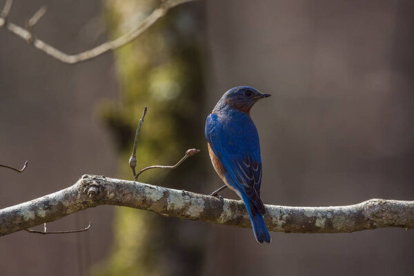 A male eastern bluebird in plumage perched high up on a tree branch showing its backside while looking out into the forest on a sunny day in wintertime