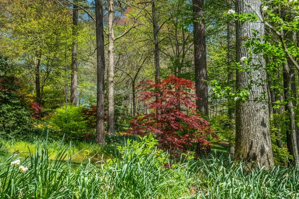 Een Verscheidenheid Aan Bloeiende Planten Struiken Bomen Van Alle Soorten — Stockfoto
