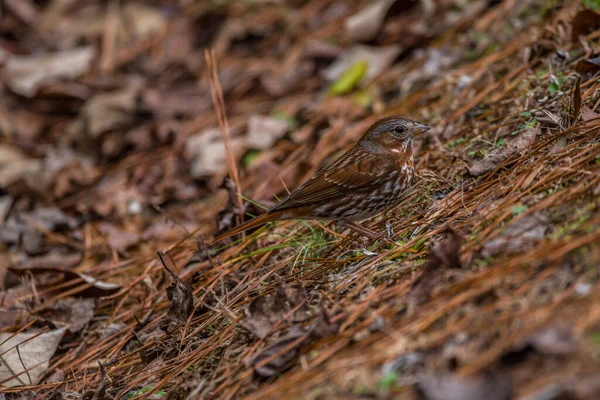 Bruant Renard Rustique Couleur Brune Grise Montant Une Colline Picorant — Photo