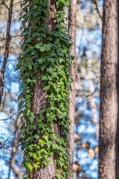 Edera Inglese Arrampicata Tronco Pino Ricoperto Fogliame Verde Scuro Una — Foto Stock