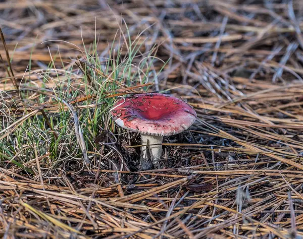 Russula Seta Gorra Roja Con Tallo Blanco Emergió Del Suelo —  Fotos de Stock