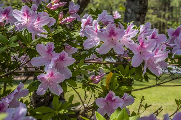 Branches Full Azalea Blooms Clusters Closeup View Light Pink Mottled — Stock Photo, Image