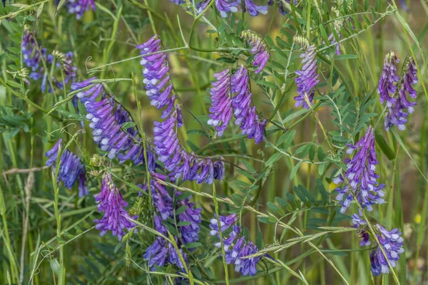 牛ベッチは ほとんどどこでも道端で成長し 春には紫色の花にカラフルな農場のフィールドで使用されるつる登り野草植物です — ストック写真