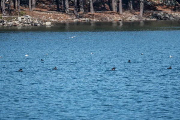 Group Northern Loons Migrated Lake Lanier Georgia Swimming Away Far — Foto Stock