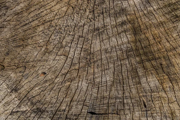 Ένα Τραχύ Πριονισμένο Κόψιμο Ενός Δέντρου Από Πάνω Μερική Προβολή — Φωτογραφία Αρχείου