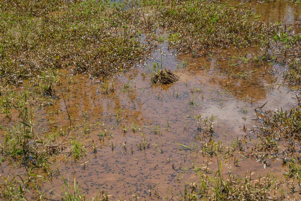 Thousands Little Black Tadpoles Swimming Muddy Surface Shallow Water Wetlands — ストック写真