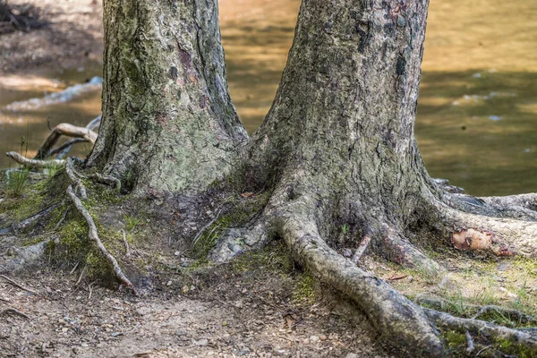 Partial View Closeup Two Trees Exposed Roots Merging Together Base — Stockfoto