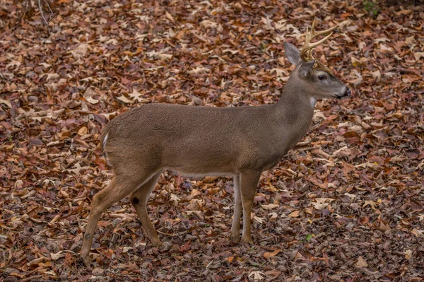 一头年轻的公鹿站在森林落叶上的特写 — 图库照片