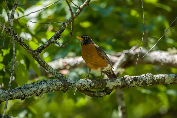 Vista Frontal Robin Redbreast Pássaro Migratório Comum Empoleirado Galho Árvore — Fotografia de Stock