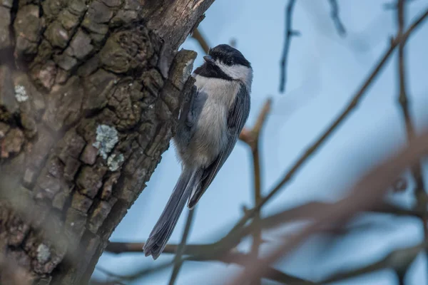 Black Capped Chickadee Climbing Side Tree Perched Bark Surrounded Branches — Zdjęcie stockowe