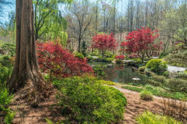 Ball Ground, Georgia ABD - 11 Nisan 2018 Gürcistan Gürcistan Bahçeleri 'nde yürüme yolları boyunca geniş sedir ağacı heykelleri, kayalar ve kayalar ile çevrili bir gölet ve akçaağaçlarla çevrili güzel sakin Japon bahçeleri.