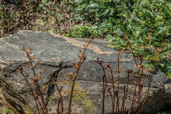 Cinnamon Ferns Coming Upwards Uncurling Alongside Boulder Garden Bright Sunny — Stock Fotó
