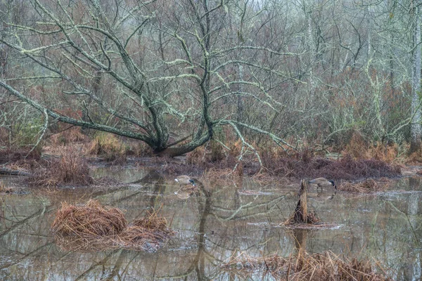 Winter Scene Wetlands Georgia Quiet Still Illuminating Lichen Covering Trees — Stock Photo, Image