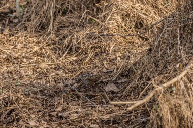 A small swamp sparrow foraging for food on the ground in the dead grasses at the wetlands on a dry area standing in the shade being still on a sunny day in wintertime