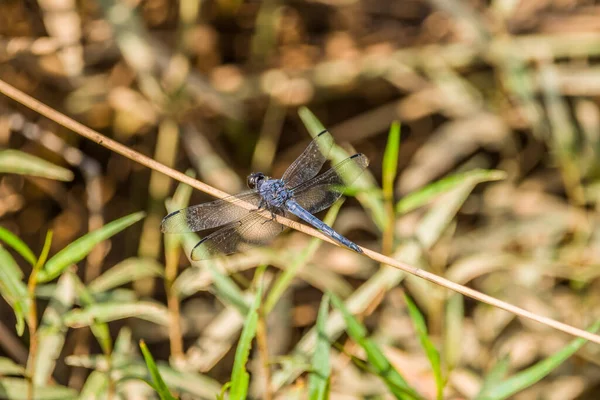 Eine Große Blaue Libelle Mit Durchscheinenden Flügeln Thront Auf Einem — Stockfoto