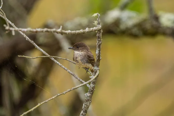 Phoebe Oriental Novo Empoleirado Galho Com Uma Aranha Seu Bico — Fotografia de Stock