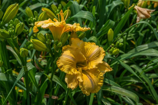 在夏日阳光灿烂的日子里 有一对深黄的百合花 花瓣开满了花 周围环绕着一丛簇尚未开放的芽 — 图库照片