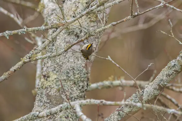 一种头戴黄斑的王冠鸟 它倒挂在湿地的树枝上 上面覆盖着苔藓 — 图库照片