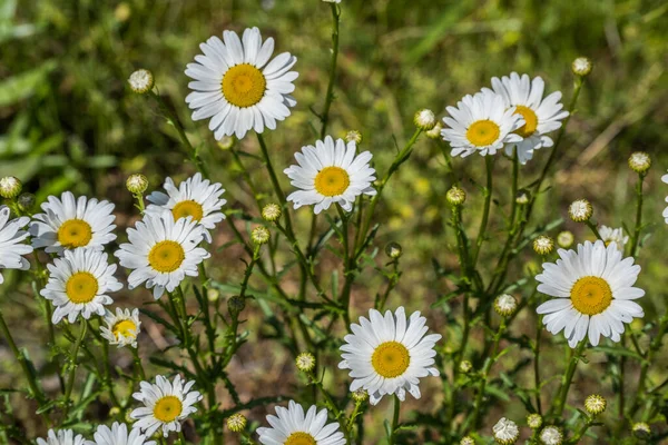 Closeup Bunch Wild White Daisies Bloom Buds Ready Open Sunny — Stock Photo, Image