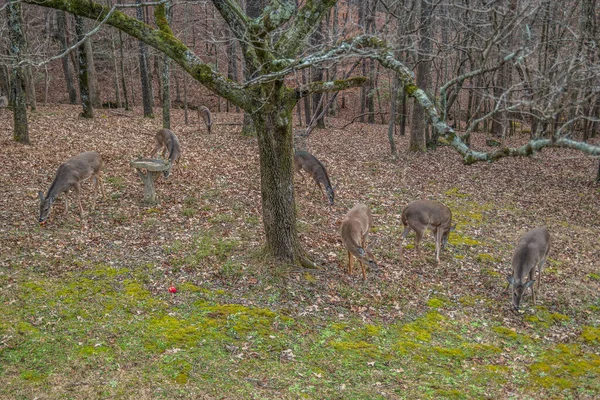 在后院里 一群母鹿在一个鸟浴和树上玩耍 冬天一起吃苹果 — 图库照片