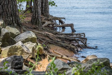 İlkbaharda erozyonun yakın görüntüsünü önlemek için kıyı şeridi boyunca ağaçların kökleri kayalarla çevrili olarak suyun üstünde duruyor.