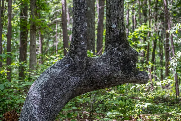 Albero Insolito Crescere Due Tronchi Dritto Verso Alto Sulla Curva — Foto Stock