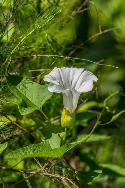 Jasny Biały Żywopłot Oprawia Kwiat Winorośl Strzałkowym Kształtem Liści Twarzą — Zdjęcie stockowe