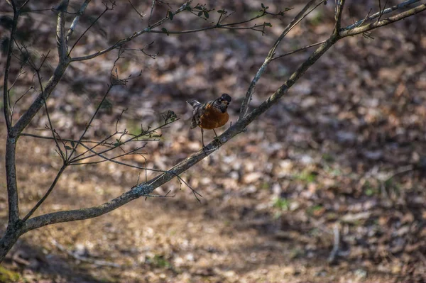 冬末的一个阳光明媚的日子 一只普通的知更鸟 站在树枝上 一副好奇的样子 静静地注视着 — 图库照片