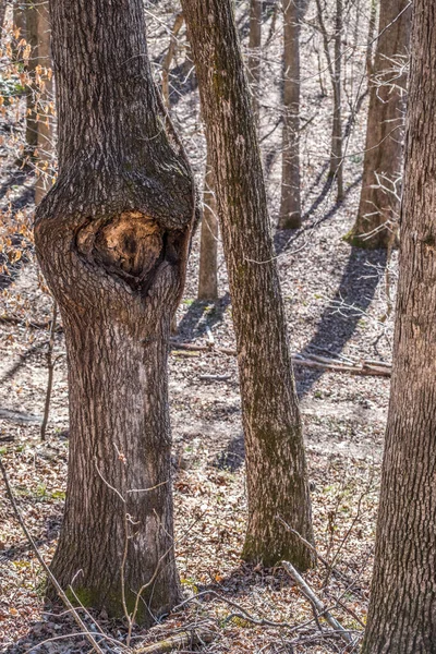 在冬天阳光明媚的日子里 树干中央有一颗巨大的 形貌畸形的活树 形似一个瞳孔 被森林中的其它树环绕着 — 图库照片