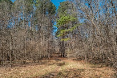 Kışın güneşli bir günde çıplak ağaçlarla çevrili gölgelerdeki gölgelere yansıyan yansımalarla ormanda yürüyorum.