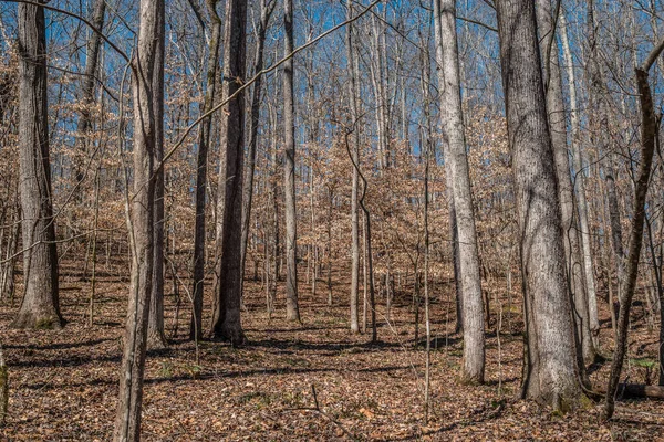 Soluk Beyaz Yaprakları Olan Bir Grup Amerikan Kayın Ağacı Kışın — Stok fotoğraf