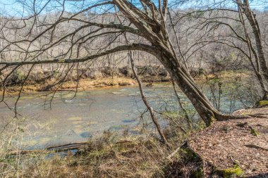 Gürcistan 'daki Chattahoochee nehrinin kıyısında, kışın güneşli bir günde asılı duran eğri büğrü büğrü bir ağaç.
