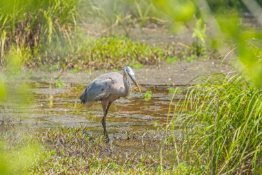 Mavi bir balıkçıl balığının sığ sularda durup güneşli bir baharda yakaladığı kerevitleri yemeye çalışmasını izlemek.