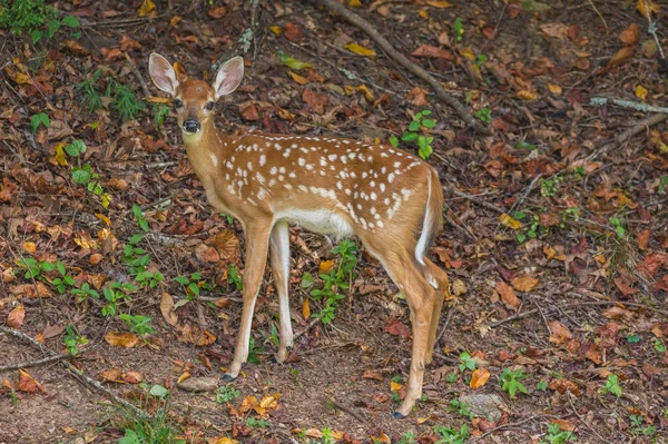 Yazın sonlarına doğru yapraklarla çevrili ormanlık alanda merakla poz veren bir geyik yavrusu.