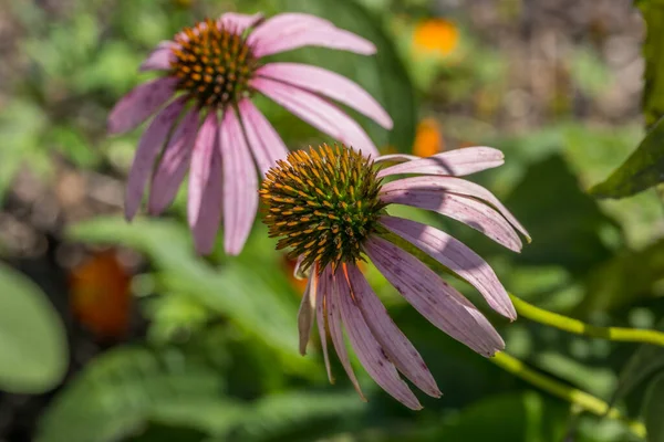 Coneflower Roxo Flor Cheia Murchando Dia Ensolarado Quente Vista Closeup — Fotografia de Stock