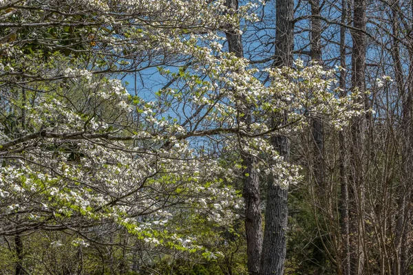Partial View Dogwood Tree Bloom White Flowers Newly Leafing Trees — Stock Photo, Image