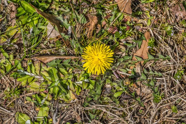 草に囲まれた花の中にアリが満開の黄色いタンポポを地面から見下ろし 春の晴れた日に葉を出します — ストック写真