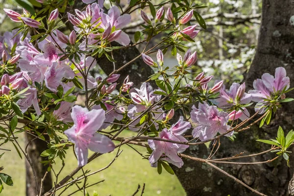 在春天里的一个阳光明媚的日子里 粉色的杜鹃大花刚刚开始绽放 几棵嫩芽正准备与背景中的其它树木一起绽放特写 — 图库照片